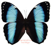 Morpho achilles (Peru) A-